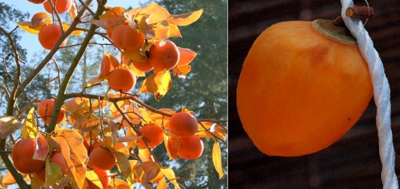 các loại hồng Nhật Bản các loại hồng Nhật Bản